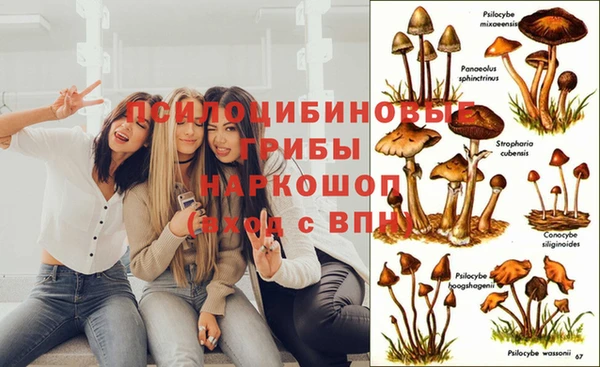 прущие грибы Арсеньев